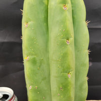 #EC289 EXACT Trichocereus Cordobensis Brighton X Knuthianus Cactus 11.5"
