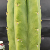 #EC289 EXACT Trichocereus Cordobensis Brighton X Knuthianus Cactus 11.5"