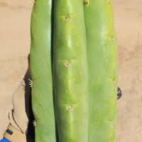 #EC289 EXACT Trichocereus Cordobensis Brighton X Knuthianus Cactus 11.5"