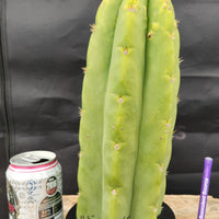 #EC289 EXACT Trichocereus Cordobensis Brighton X Knuthianus Cactus 11.5"