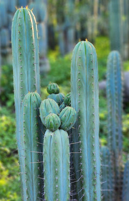 #EC290 EXACT Trichocereus Hybrid Pachanoi Juuls X Peruvianus 