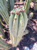 #EC32 EXACT Trichocereus Bridgesii Jada Beyond Cactus Plant Cuttings