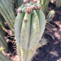 #EC32 EXACT Trichocereus Bridgesii Jada Beyond Cactus Plant Cuttings
