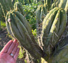 #EC32 EXACT Trichocereus Bridgesii Jada Beyond Cactus Plant Cuttings
