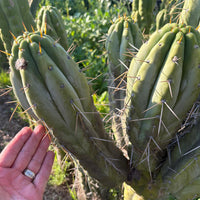 #EC32 EXACT Trichocereus Bridgesii Jada Beyond Cactus Plant Cuttings