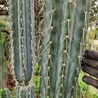#EC32 EXACT Trichocereus Bridgesii Jada Beyond Cactus Plant Cuttings