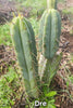 #EC50 EXACT Trichocereus Bridgesii "DRE" Cactus Plant Cutting 10"