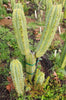 #EC50 EXACT Trichocereus Bridgesii "DRE" Cactus Plant Cutting 10"