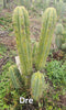#EC50 EXACT Trichocereus Bridgesii "DRE" Cactus Plant Cutting 10"