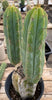 #EC50 EXACT Trichocereus Bridgesii "DRE" Cactus Plant Cutting 10"