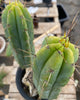 #EC50 EXACT Trichocereus Bridgesii "DRE" Cactus Plant Cutting 10"
