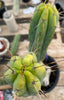 #EC50 EXACT Trichocereus Bridgesii "DRE" Cactus Plant Cutting 10"