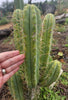 #EC50 EXACT Trichocereus Bridgesii "DRE" Cactus Plant Cutting 10"