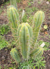 #EC50 EXACT Trichocereus Bridgesii "DRE" Cactus Plant Cutting 10"