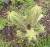 #EC50 EXACT Trichocereus Bridgesii "DRE" Cactus Plant Cutting 10"