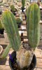 #EC50 EXACT Trichocereus Bridgesii "DRE" Cactus Plant Cutting 10"