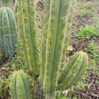 #EC50 EXACT Trichocereus Bridgesii "DRE" Cactus Plant Cutting 10"