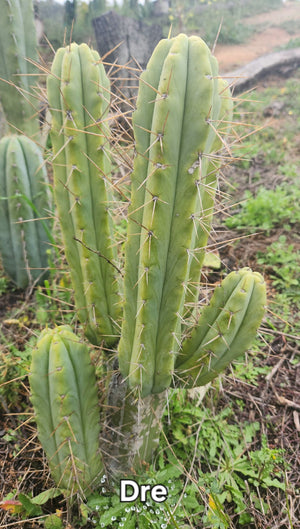 #EC50 EXACT Trichocereus Bridgesii "DRE" Cactus Plant Cutting 10"