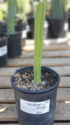 #EC64 EXACT Yungasocereus inquisivensis  Cactus 13-15”