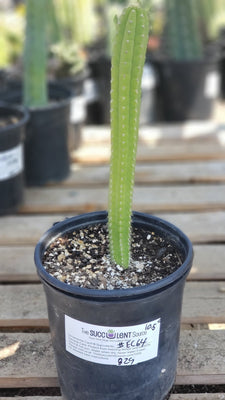 #EC64 EXACT Yungasocereus inquisivensis  Cactus 13-15”
