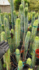 #EC85 EXACT Trichocereus "K-Valle" Bridgesii  Cactus Cutting 10-12"
