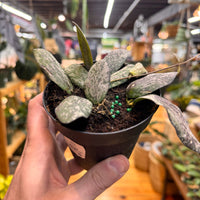 Hoya Sigillatis, Indoor / Outdoor Houseplants