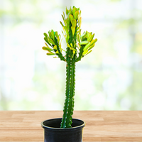 Euphorbia Royaleana, Indoor/Outdoors Succulent Plant