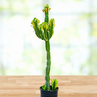 Euphorbia Royaleana, Indoors/Outdoors Succulent Plant 