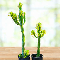 Euphorbia Royaleana, Indoors/Outdoors Succulent Plant 