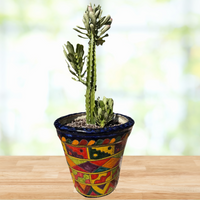 Euphorbia Royaleana, Indoor/Outdoors Succulent Plant