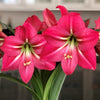 Amaryllis - Pink Flush 1 Bulb By Easy To Grow Bulbs
