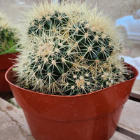 Echinocactus Grusonii Golden Barrel Cactus