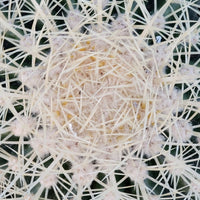 Echinocactus Grusonii Golden Barrel Cactus