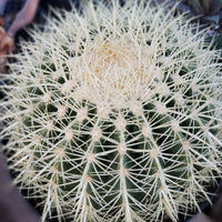 Echinocactus Grusonii Golden Barrel Cactus