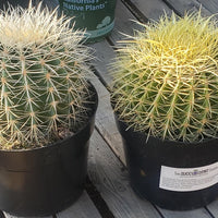 Echinocactus Grusonii Golden Barrel Cactus