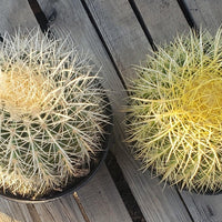 Echinocactus Grusonii Golden Barrel Cactus