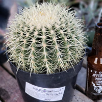 Echinocactus Grusonii Golden Barrel Cactus