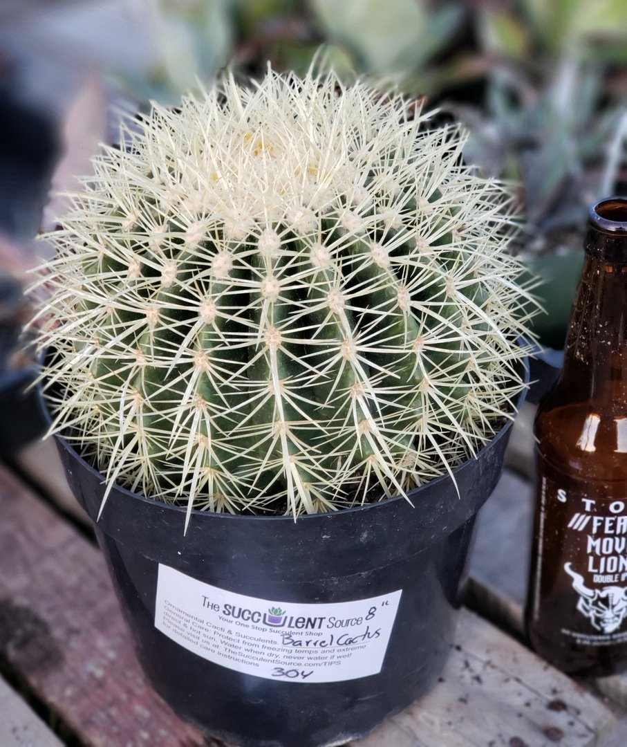 Echinocactus Grusonii Golden Barrel Cactus