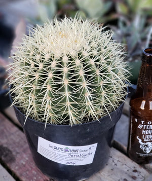 Echinocactus Grusonii Golden Barrel Cactus