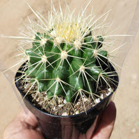 Echinocactus Grusonii Golden Barrel Cactus