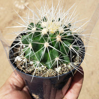 Echinocactus Grusonii Golden Barrel Cactus