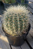 Echinocactus Grusonii Golden Barrel Cactus