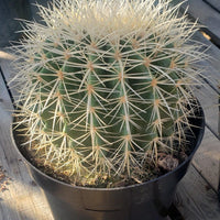 Echinocactus Grusonii Golden Barrel Cactus