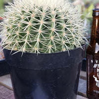 Echinocactus Grusonii Golden Barrel Cactus