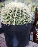 Echinocactus Grusonii Golden Barrel Cactus