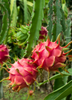 Hylocereus stenopterus x Hylocereus Guatemalensis, Dragon Fruit 'Edgar's Baby' Cactus Vine - Live Plant