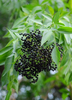 Sambucus canadensis, Florida Native Edible Elderberry Shrub - Live Plant