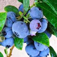 Emerald Blueberry - Southern Highbush