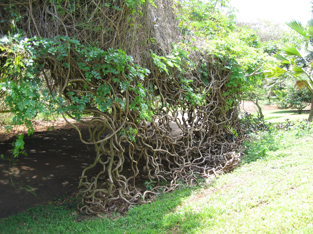 Gugo Roots Entada Phaseoloides 1 Big Seed, World's Longest Legume GUGO Liana Vine ...