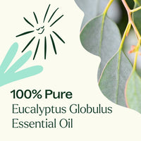 Eucalyptus Globulus Essential Oil By Plant Therapy